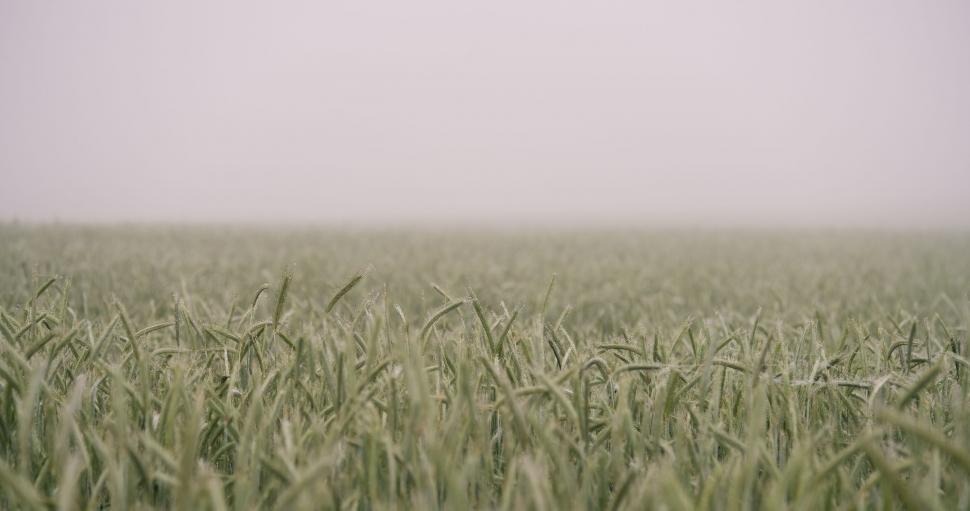 Free Image of Wheat Grass  
