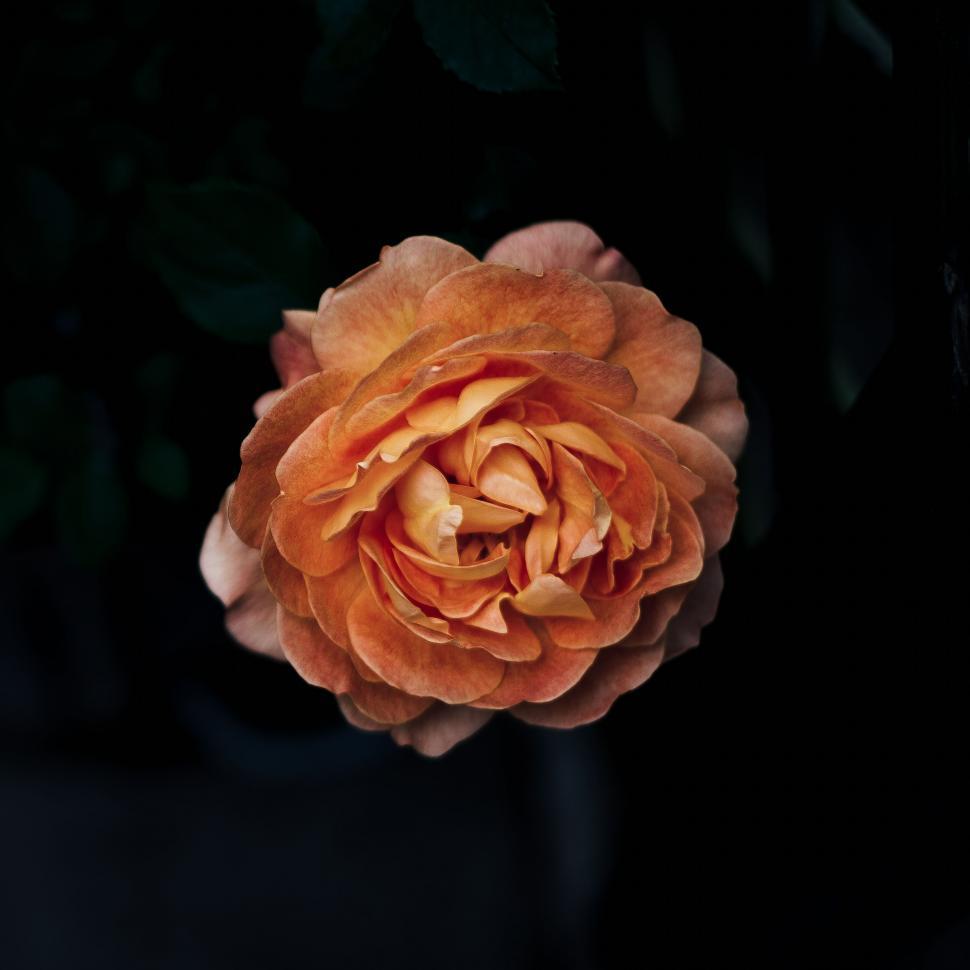 Free Image of Orange Flower  