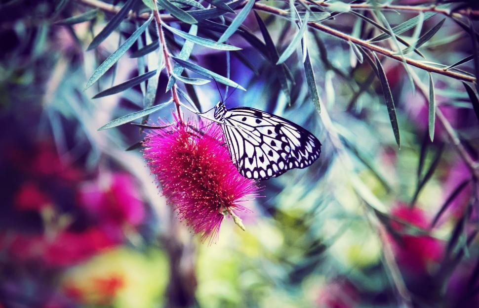 Free Image of Black and white butterfly on flower  