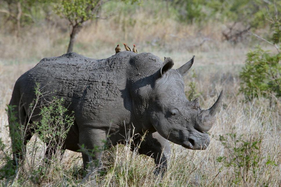 Free Image of One Rhinoceros 