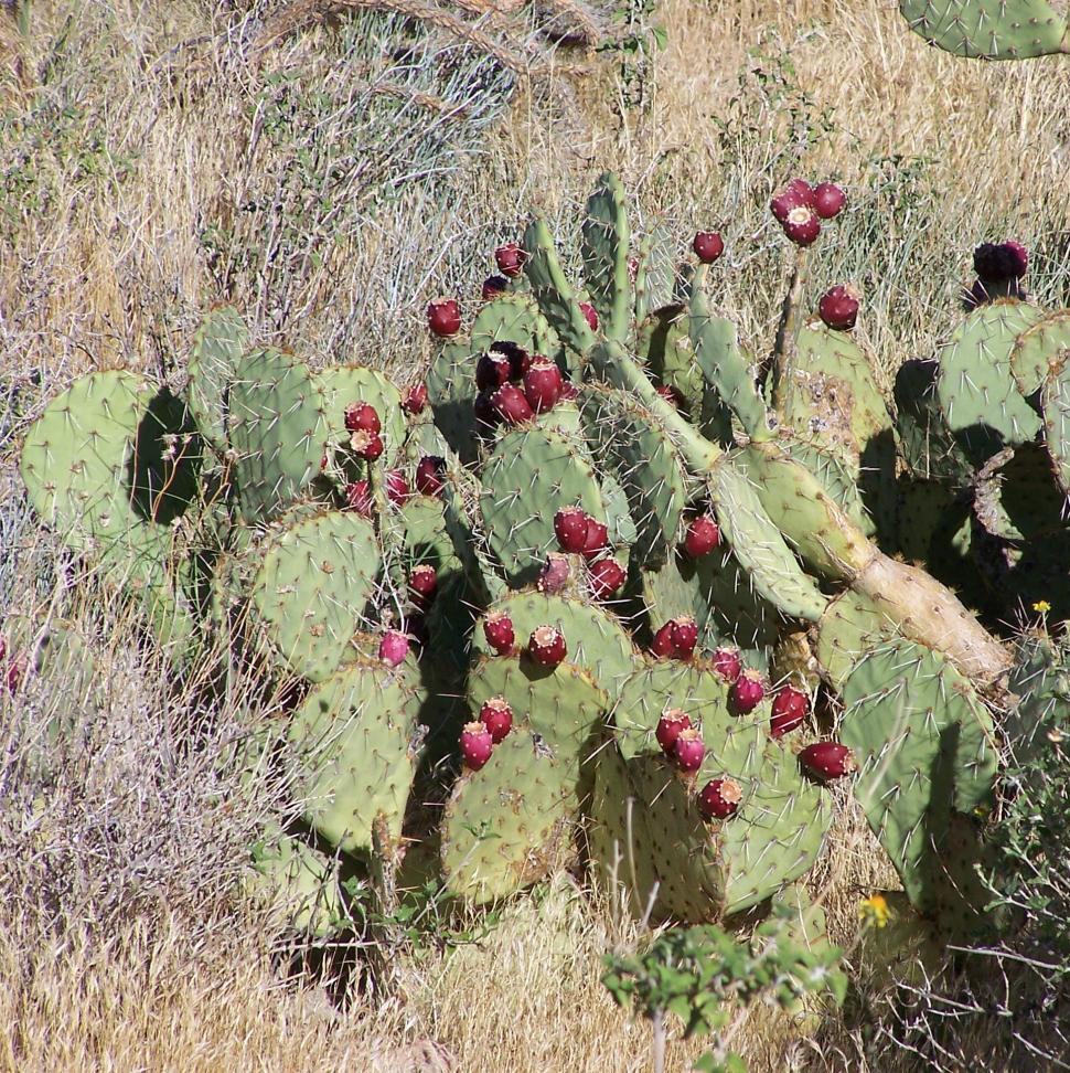 Free Image of Blooming Cactus 