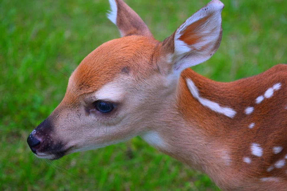 Free Image of Deer - Fawn 