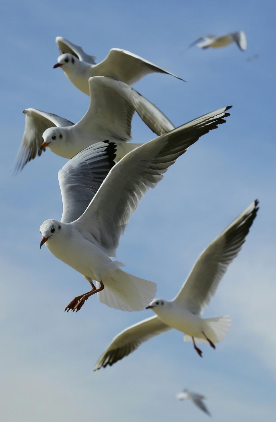 Free Image of Seagulls Flying in the Air  