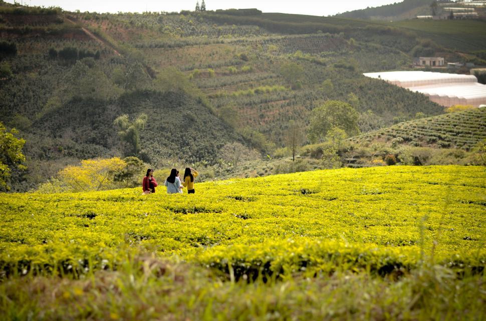 Free Image of Women Tourists at tea plantation  