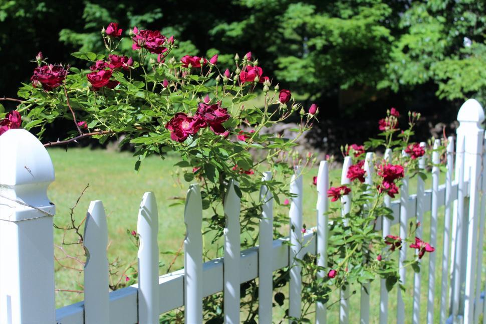 Free Image of Red Roses on white fence  