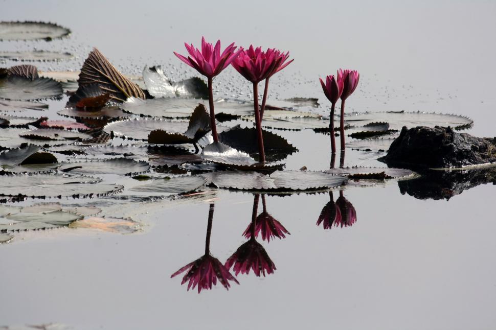Free Image of Pink Water Lilies  