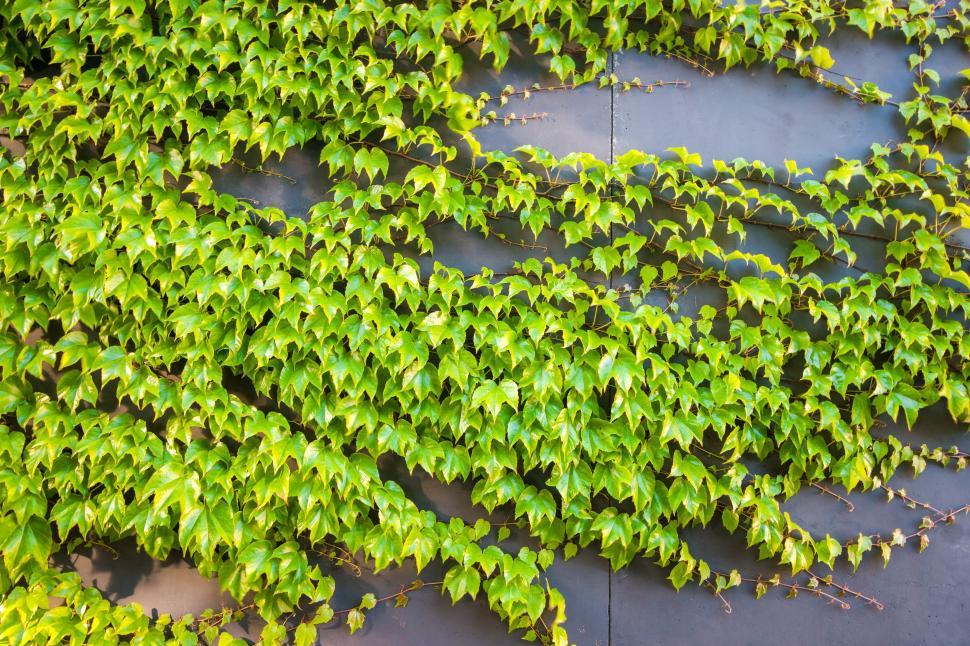 Free Image of Leaves on Wall  