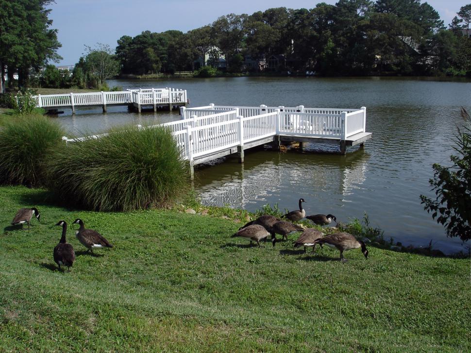 Free Image of Lake view with geese #2 