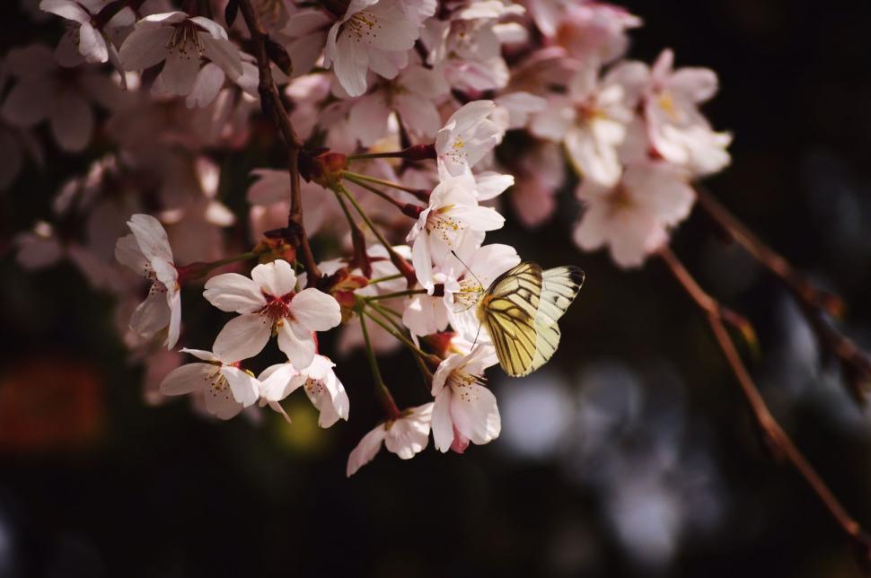 Free Image of Butterfly on White Flowers  