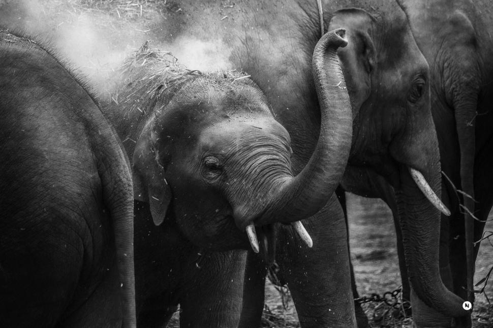 Free Image of Elephants with tusks 