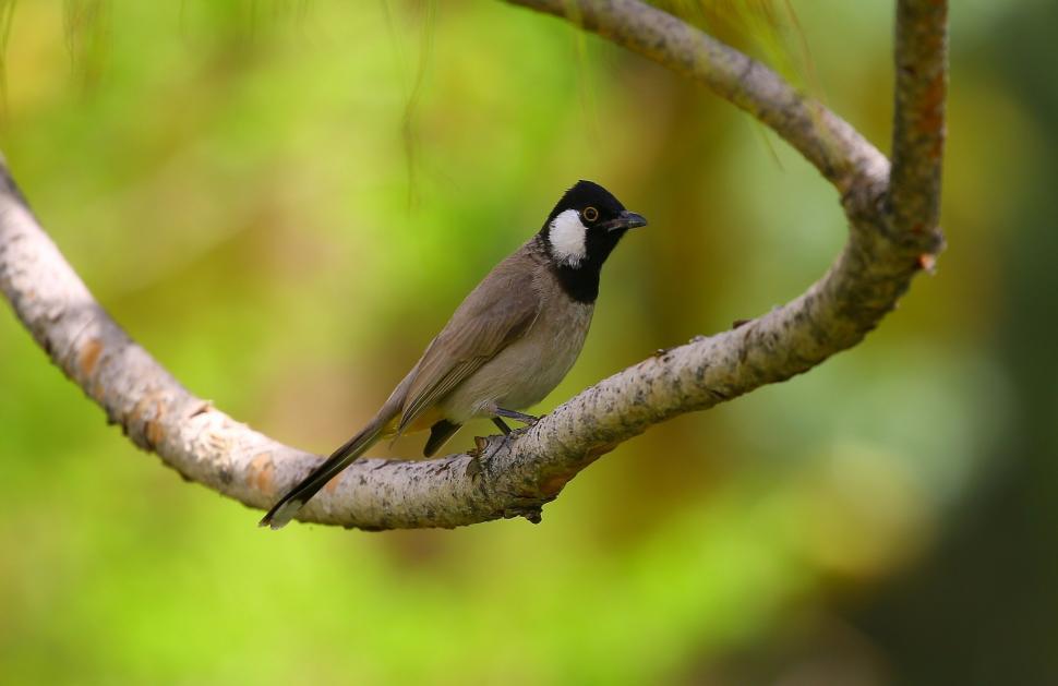 Free Image of Bird on Branch  