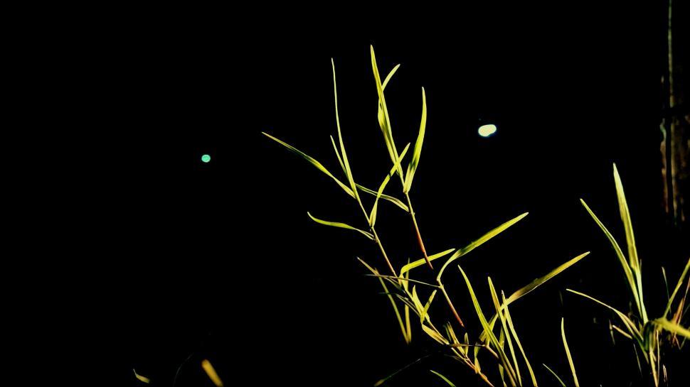 Free Image of Green Grass at night  