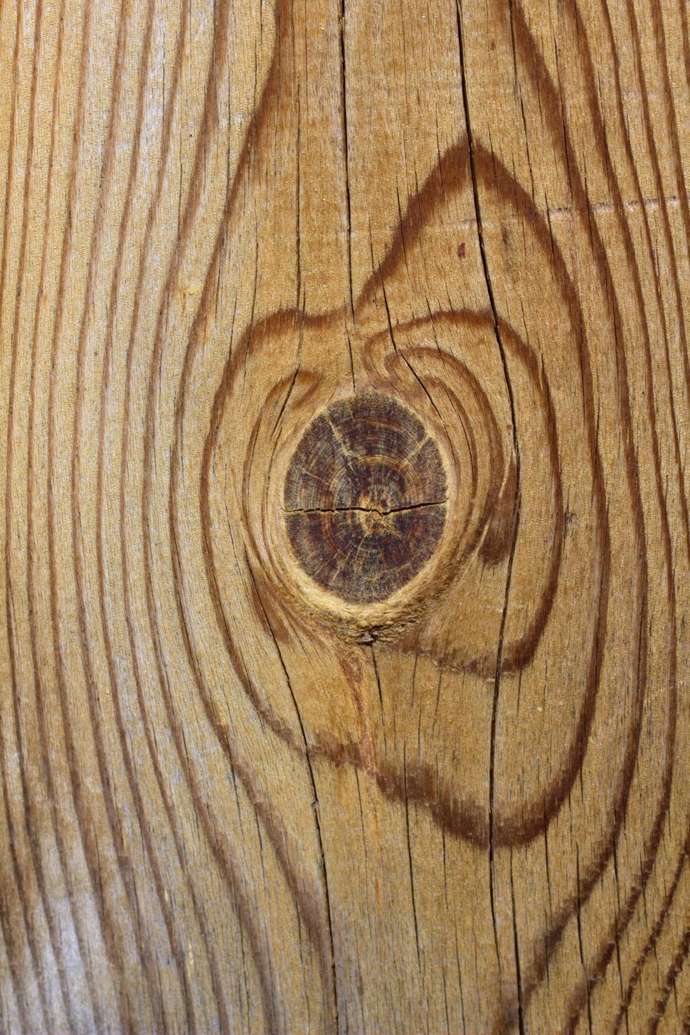 Free Image of Close up of Tree Stump  