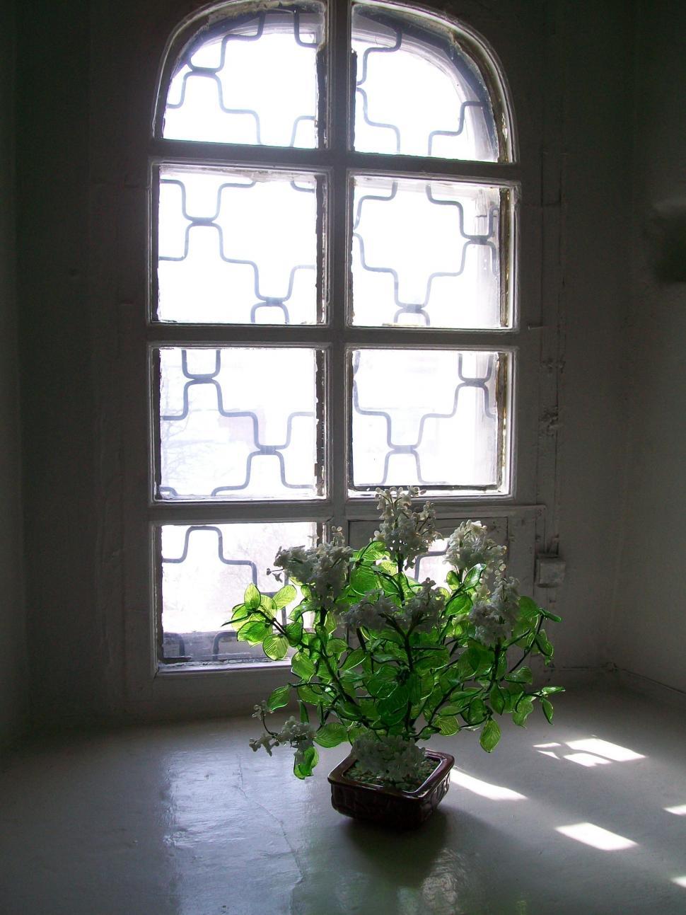 Free Image of Flowerpot near window  