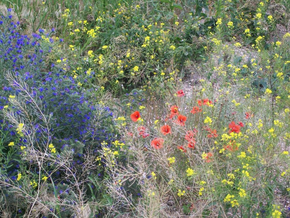 Free Image of Colorful Wild Flowers  