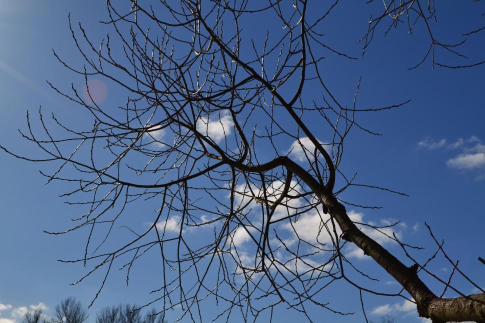Free Image of Dried Tree Twig 