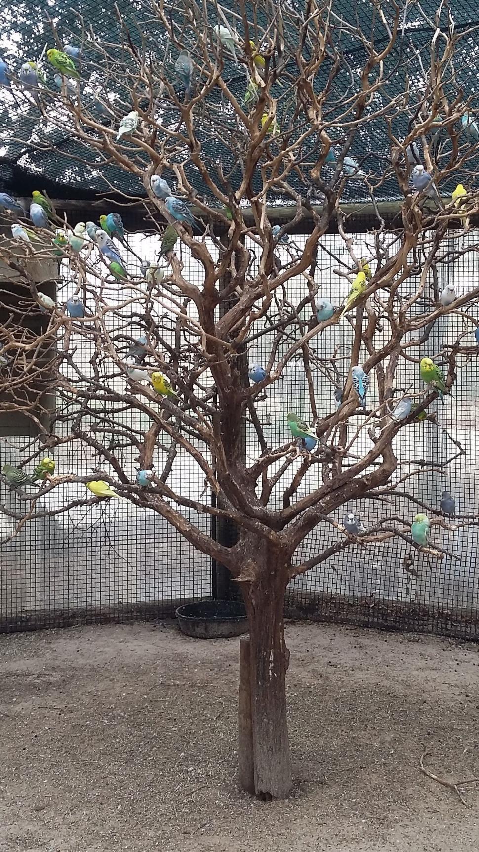 Free Image of Birds on Tree  