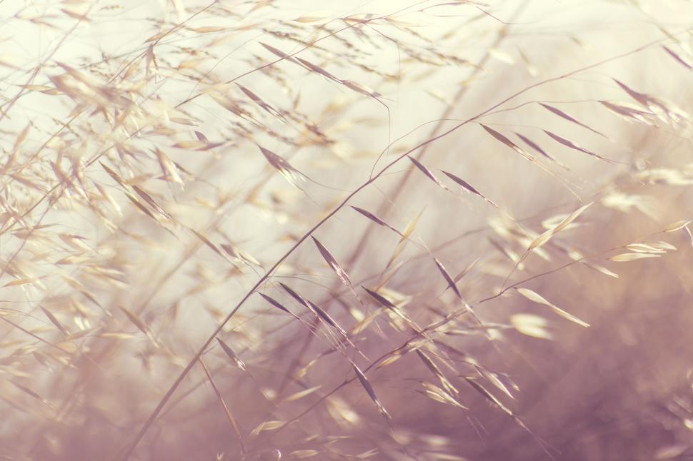 Free Image of Grass and Sunlight  