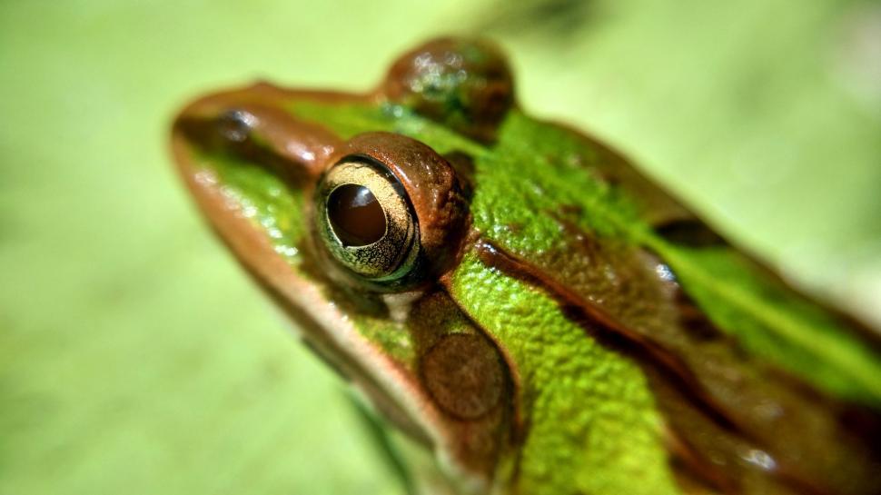 Free Image of Eye of Frog  