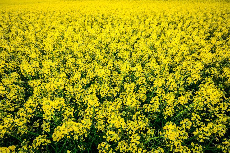 Free Image of Yellow Flowers  