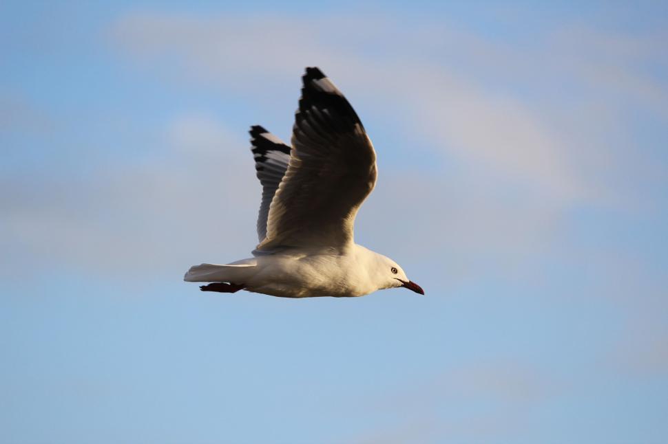 Free Image of Seagull in Flight  