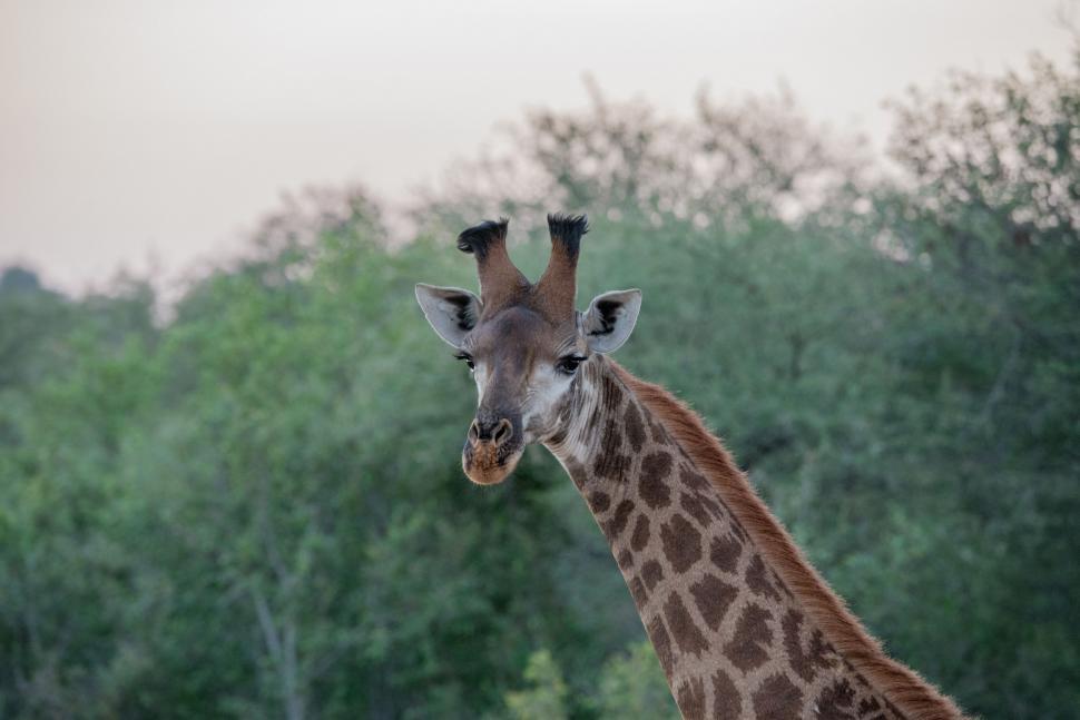 Free Image of Giraffe looking at camera  