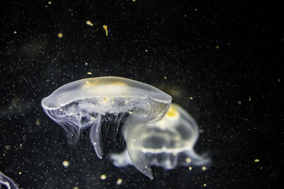Free Image of White jellyfish 
