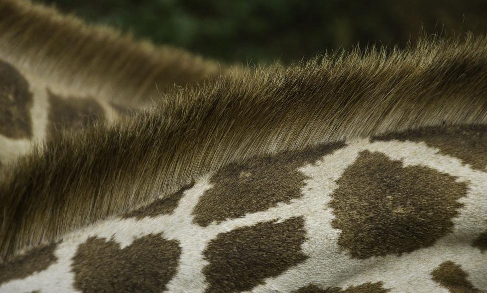 Free Image of Giraffe Skin and Fur  