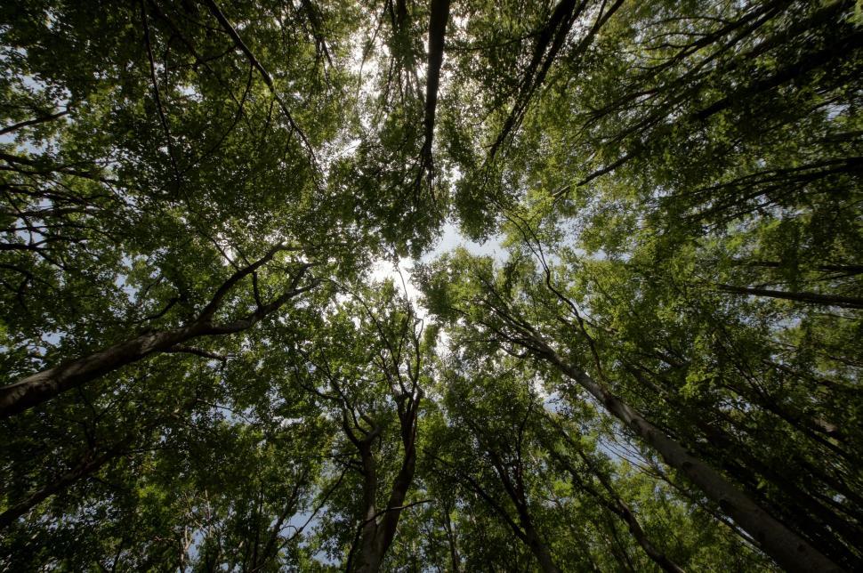 Free Image of Trees From Below  