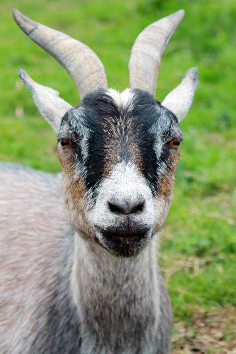 Free Image of Goat with two horns  