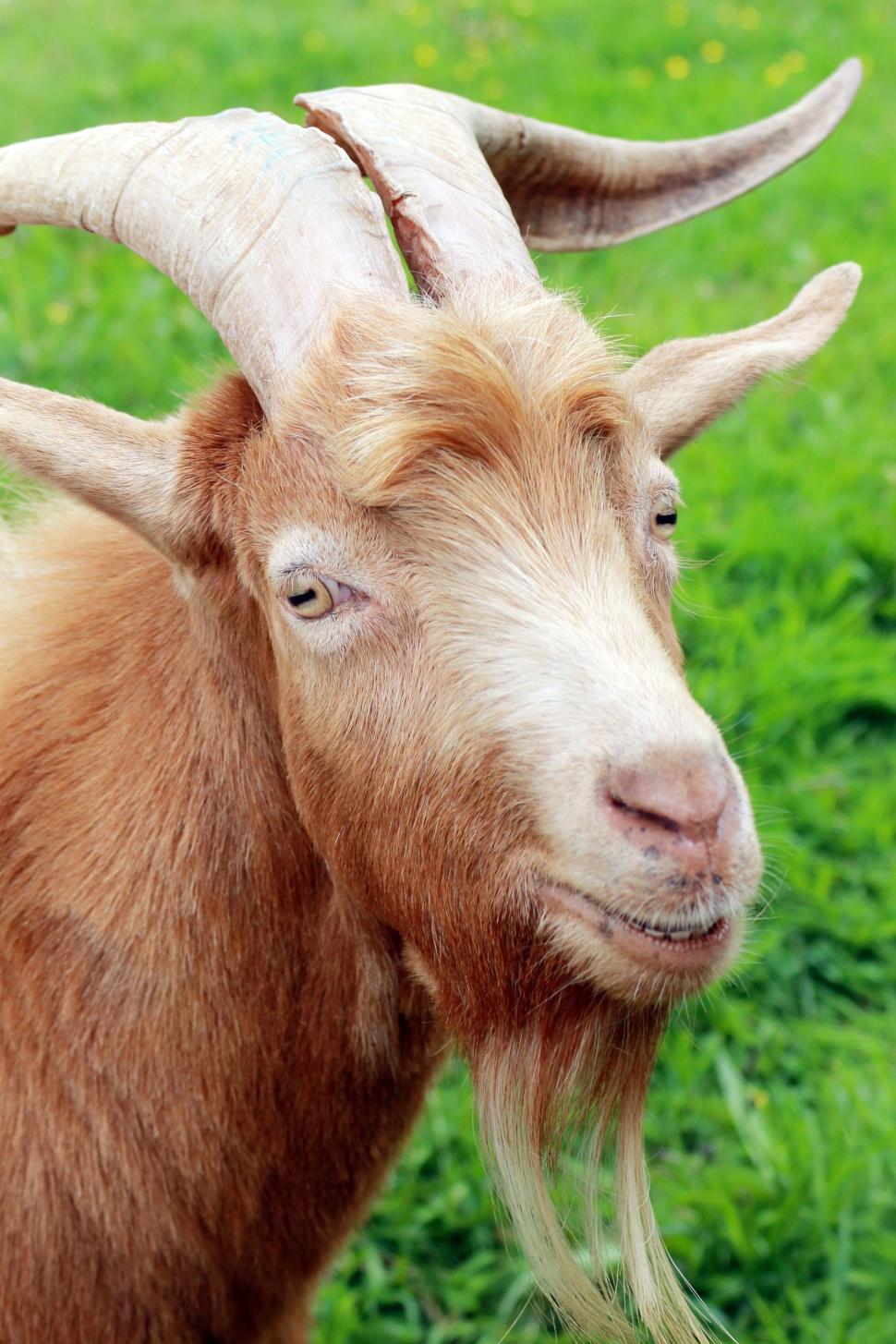 Free Image of Goat with Beard  