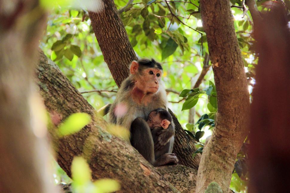 Free Image of Baby monkey with its mother 