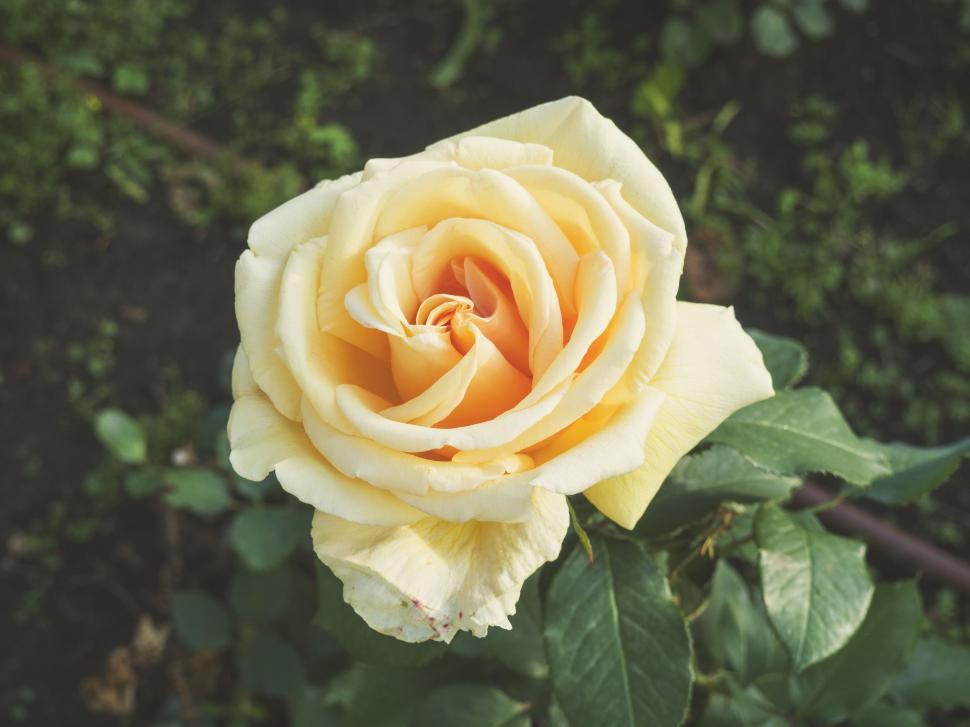 Free Image of Yellow Rose  