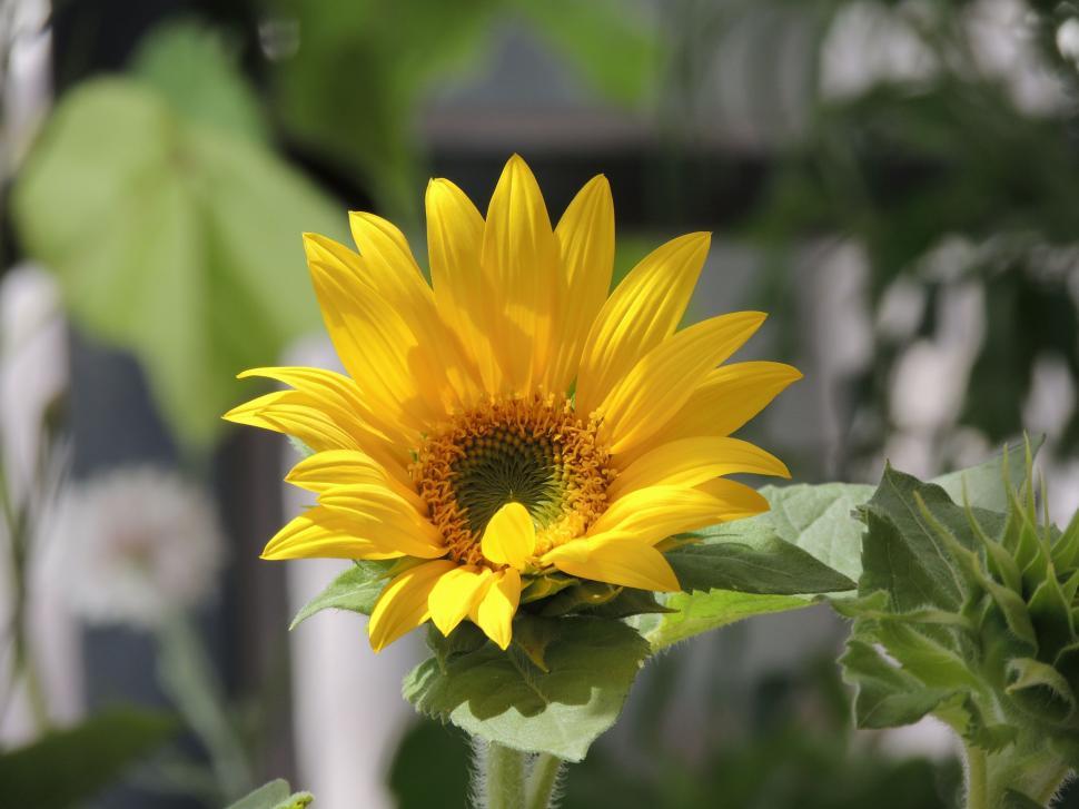 Free Image of Yellow Sunflower  
