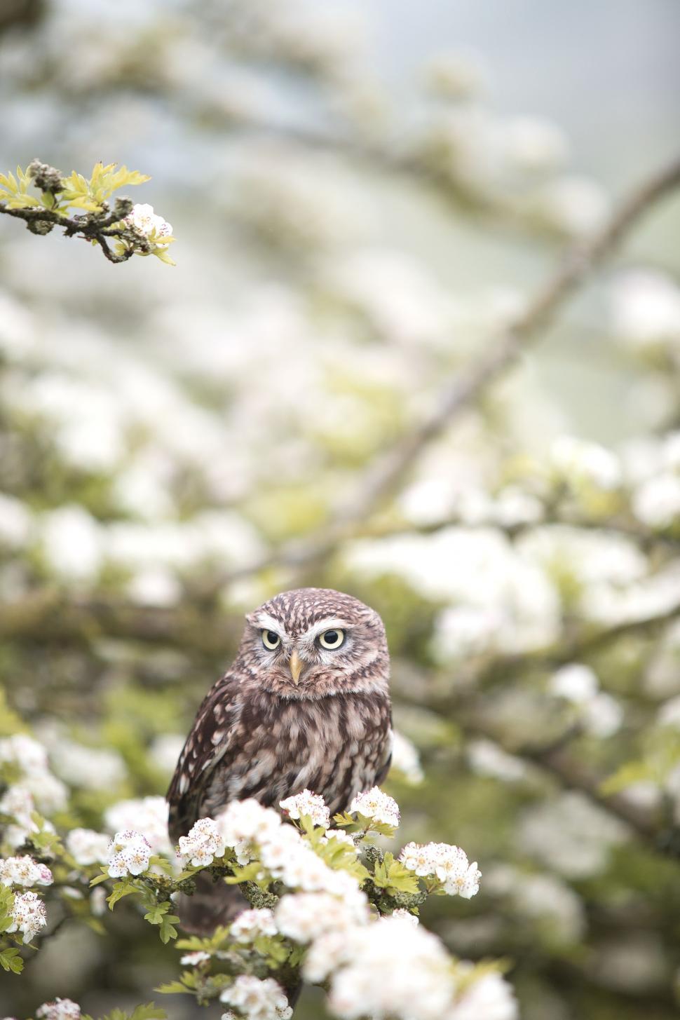 Free Image of True owl and white flowers  