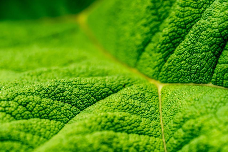 Free Image of Close up of green leaf  