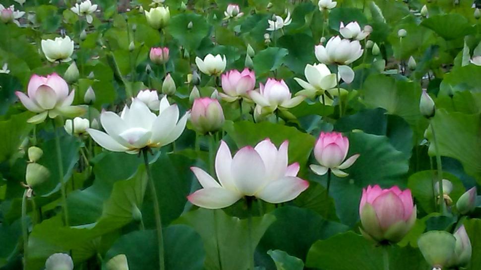Free Image of Lotus Flowers  