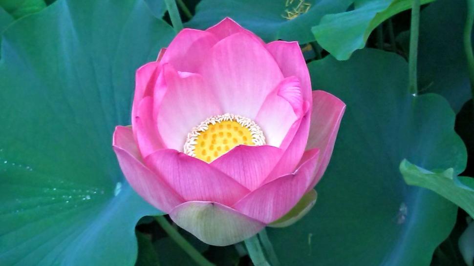 Free Image of Pink Lotus Flower  