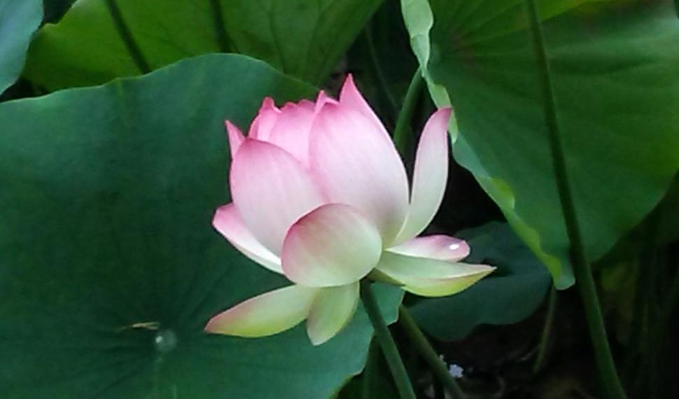 Free Image of Lotus Flower  
