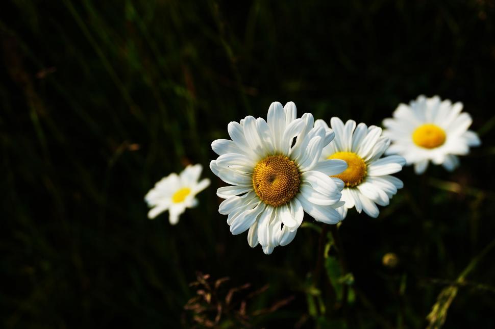 Free Image of White Flowers with yellow pollen  