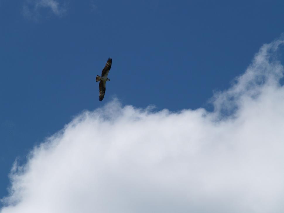 Free Image of Osprey (Bird) 