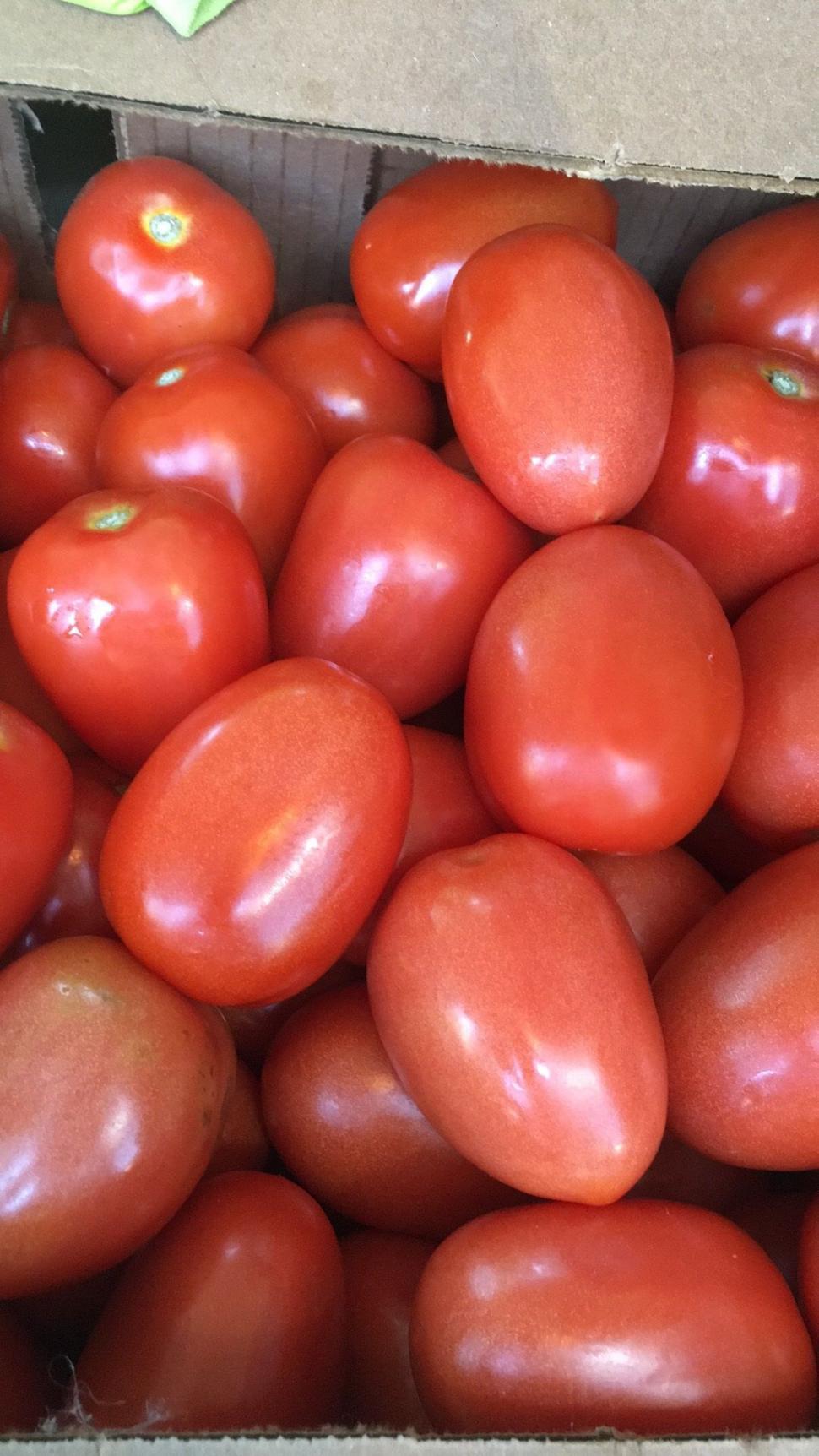 Free Image of Tomatoes on Display in Market 