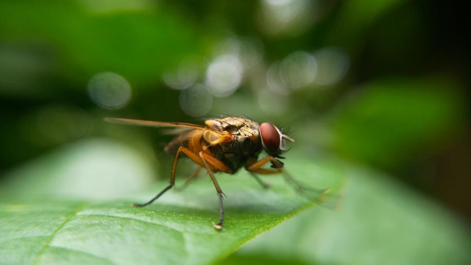 Free Image of Golden fly insect  