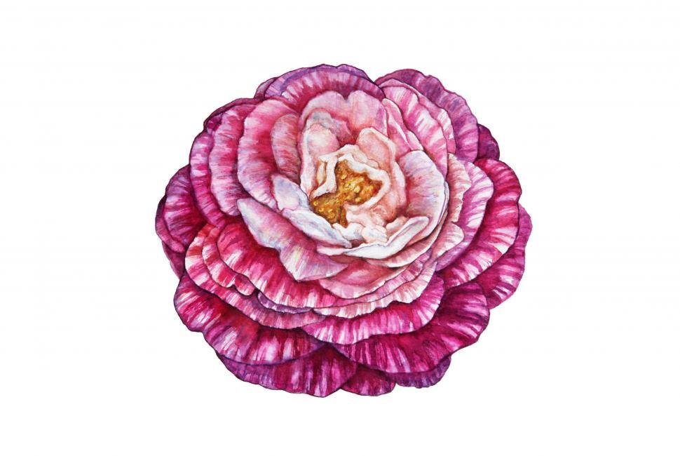 Free Image of Camellia flower  