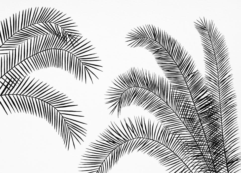 Free Image of Palm Leaves  