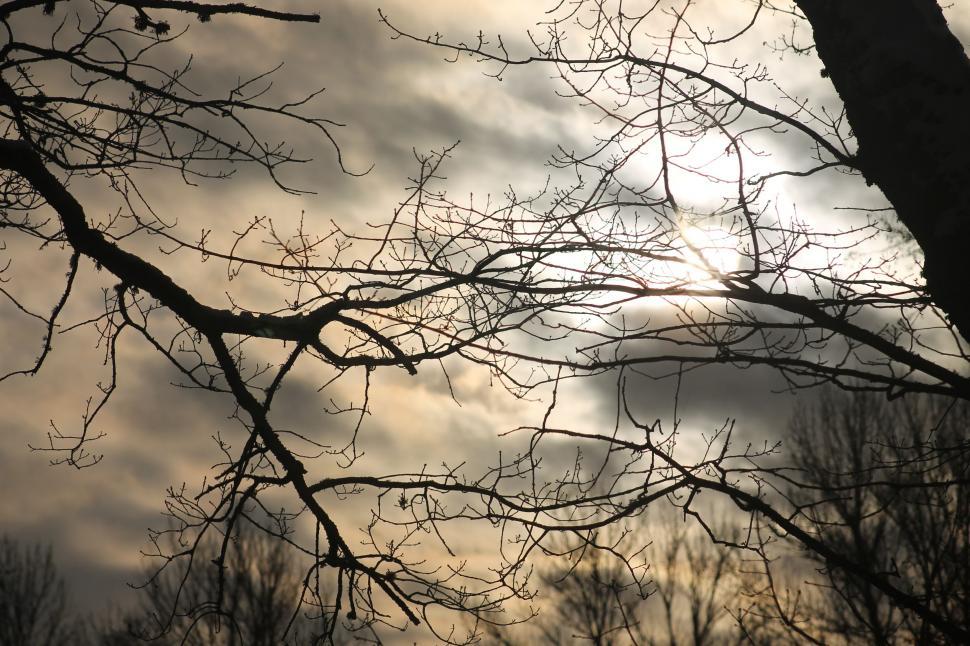 Free Image of Dramatic Trees and Sky  