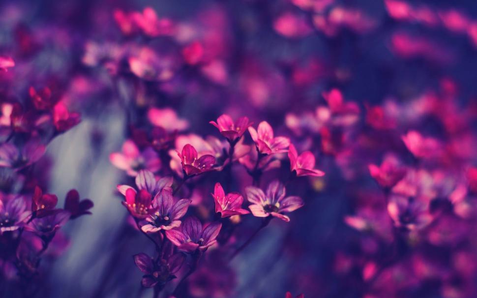 Free Image of Garden of pink flowers  