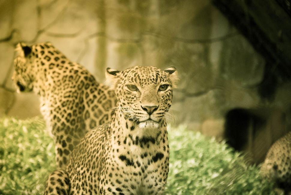 Free Image of Two Leopards in green light reflection  