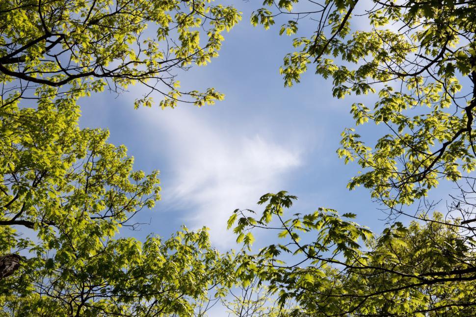Free Image of Trees and Clouds from below  