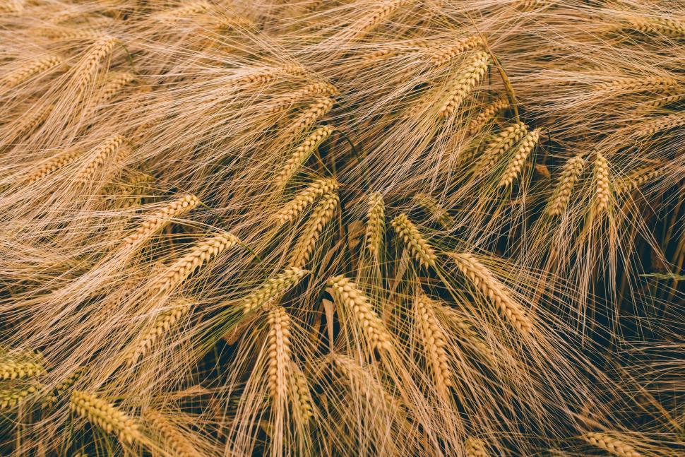 Free Image of Wheat Crop  